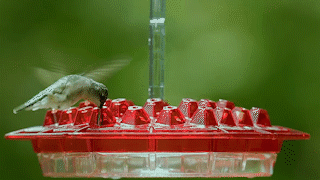 Hummingbird Feeder